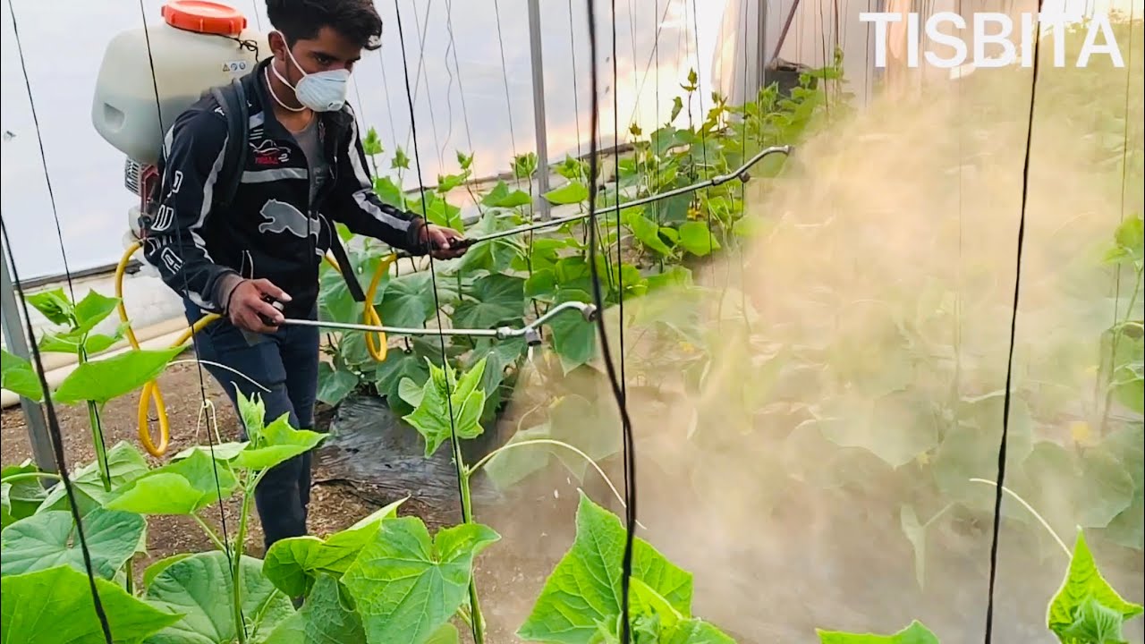 CULTIVO DE PEPINO ENFERMEDADES DEL PEPINO Y SOLUCIONES TUTOREO #6