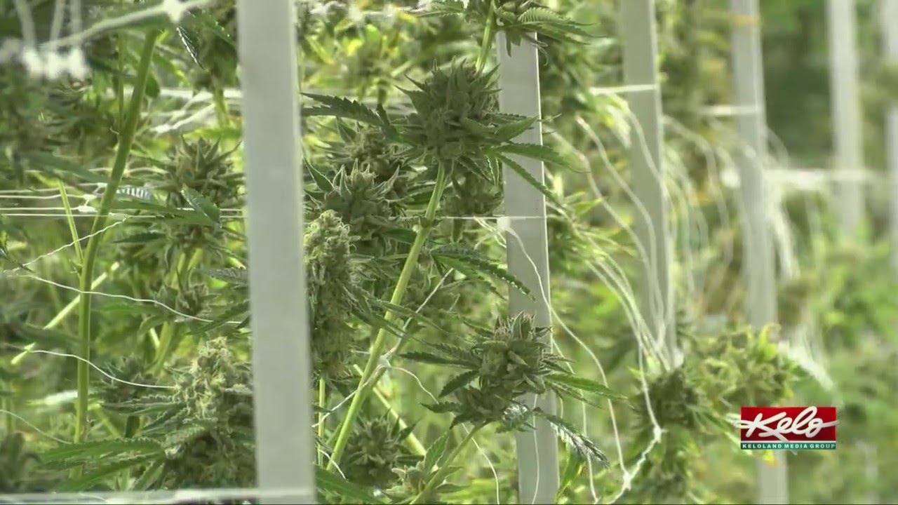 Native Nation Cannabis selling faster than it can grow