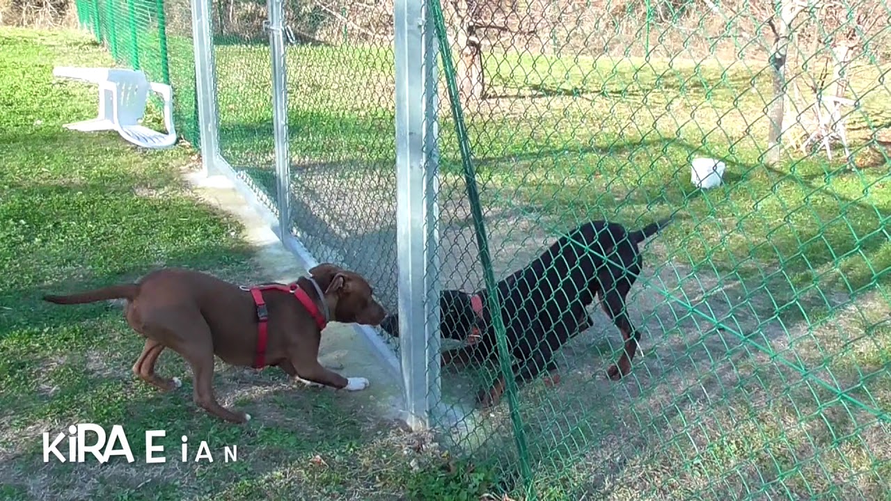 Interazioni tra cani: comunicazione e relazione
