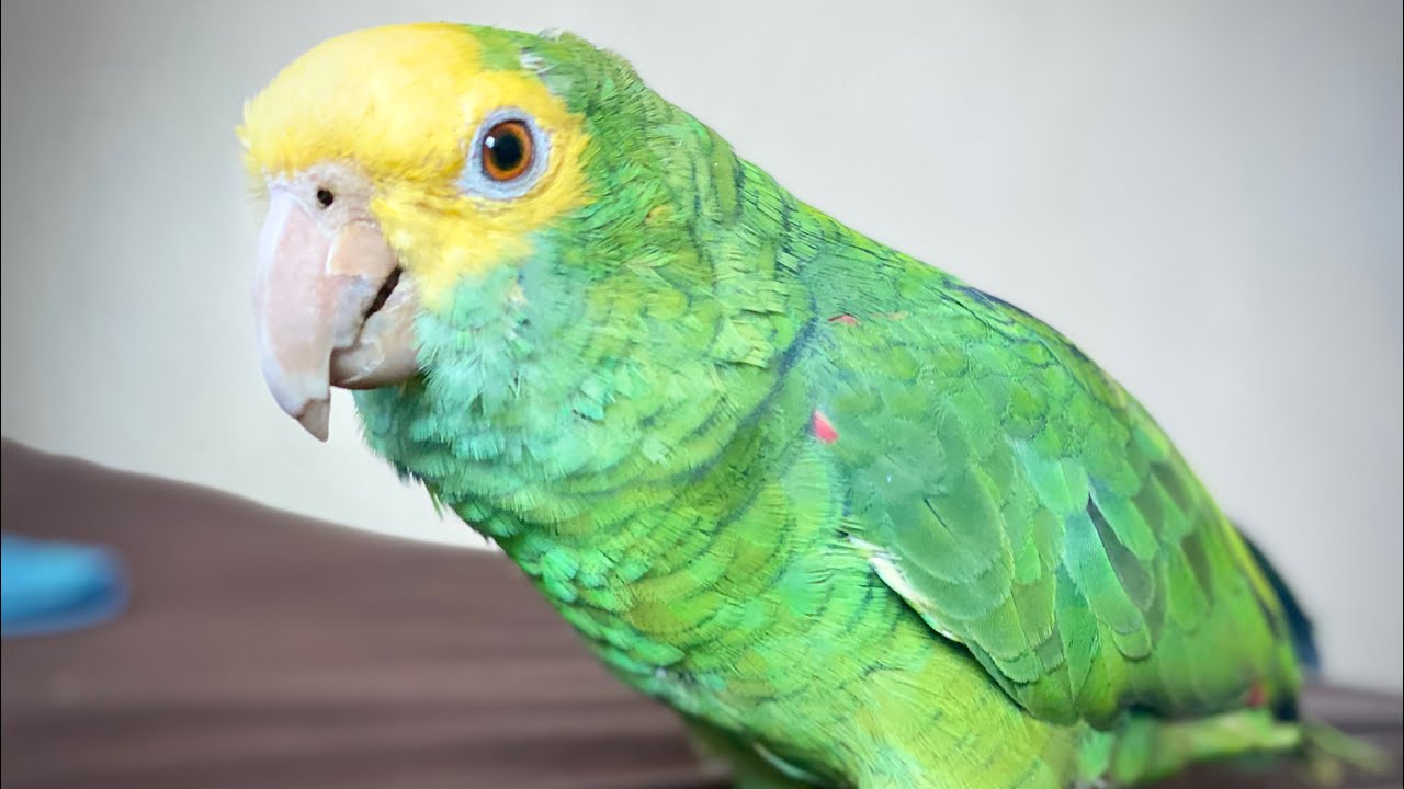 Todo sobre el legendario Loro cabeza amarilla - Amazonas oratrix | Alan Stom