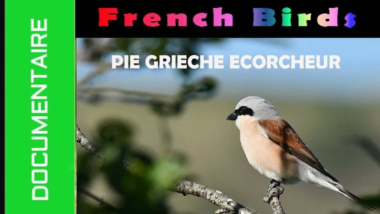 DOCUMENTAIRE - PIE GRIECHE ECORCHEUR