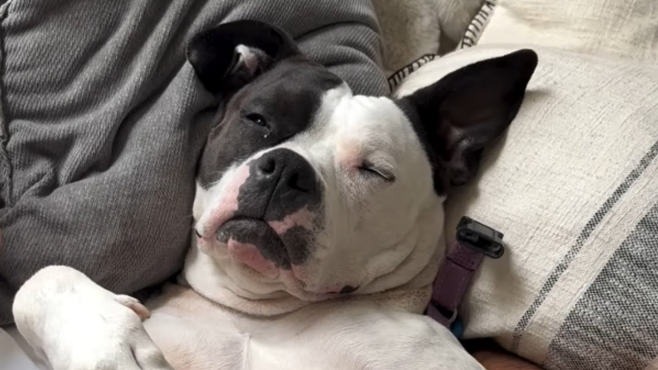 This Rescue Dog Acts Like a Baby—and Dad Can’t Say No 😂🐶 | Tails_h2me