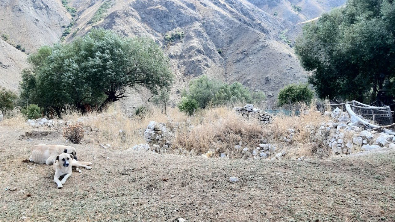 Pülümür Kırdım köyü Aşağı Esetler Tercan Yolu Türkiye 11.09.2024