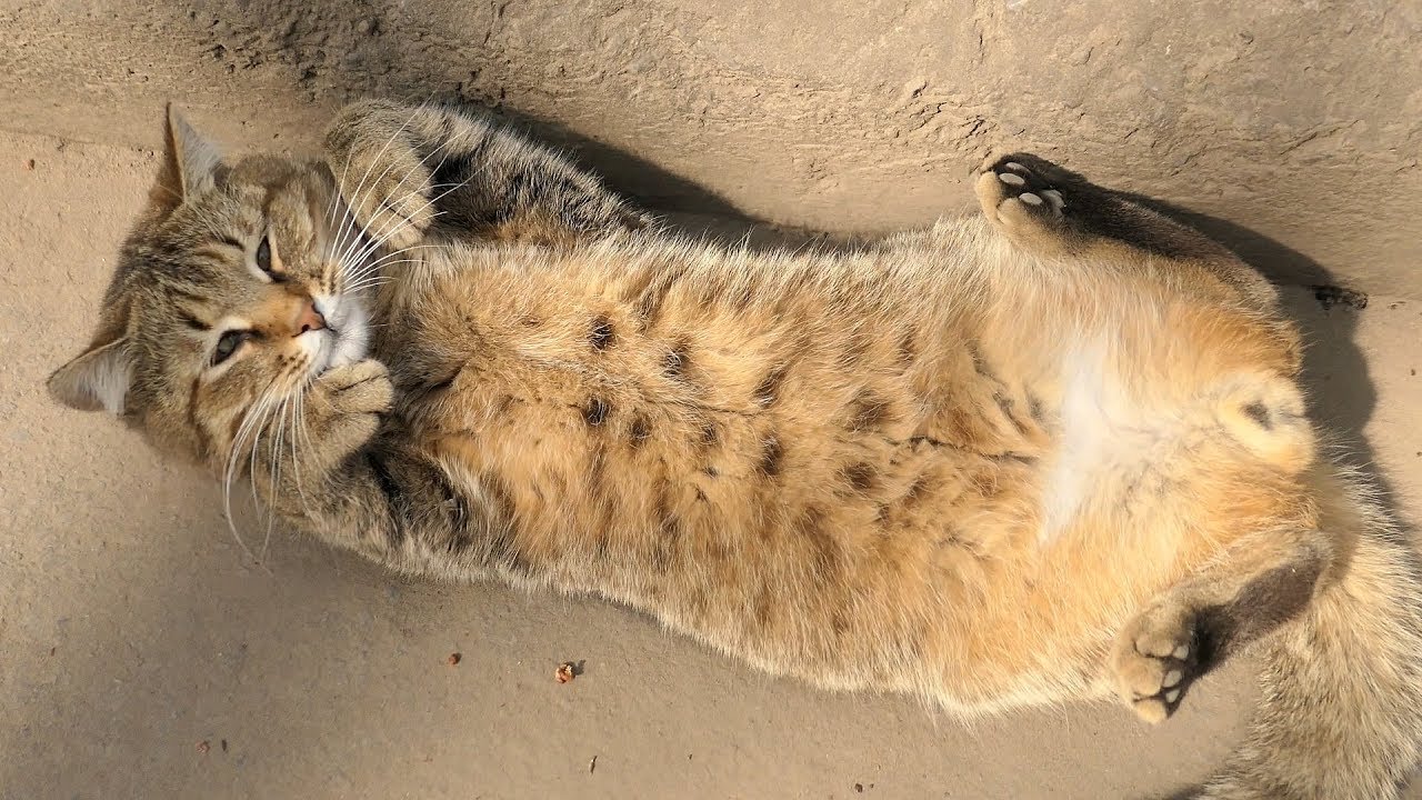 The cat is so hungry that after breakfast he is happy