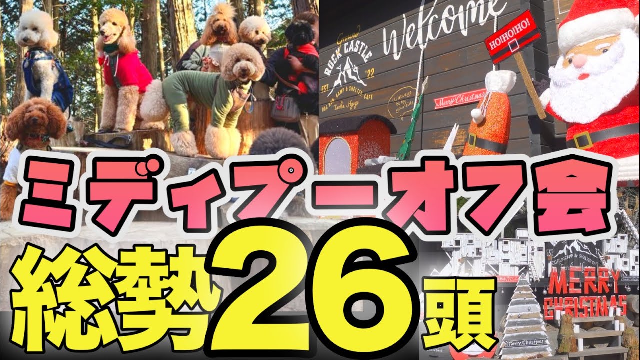 【26頭大集結】ミディプー会初参加！ゲームにビュッフェにXmas最高1日密着【グランドロックキャッスル兵庫県丹波市】