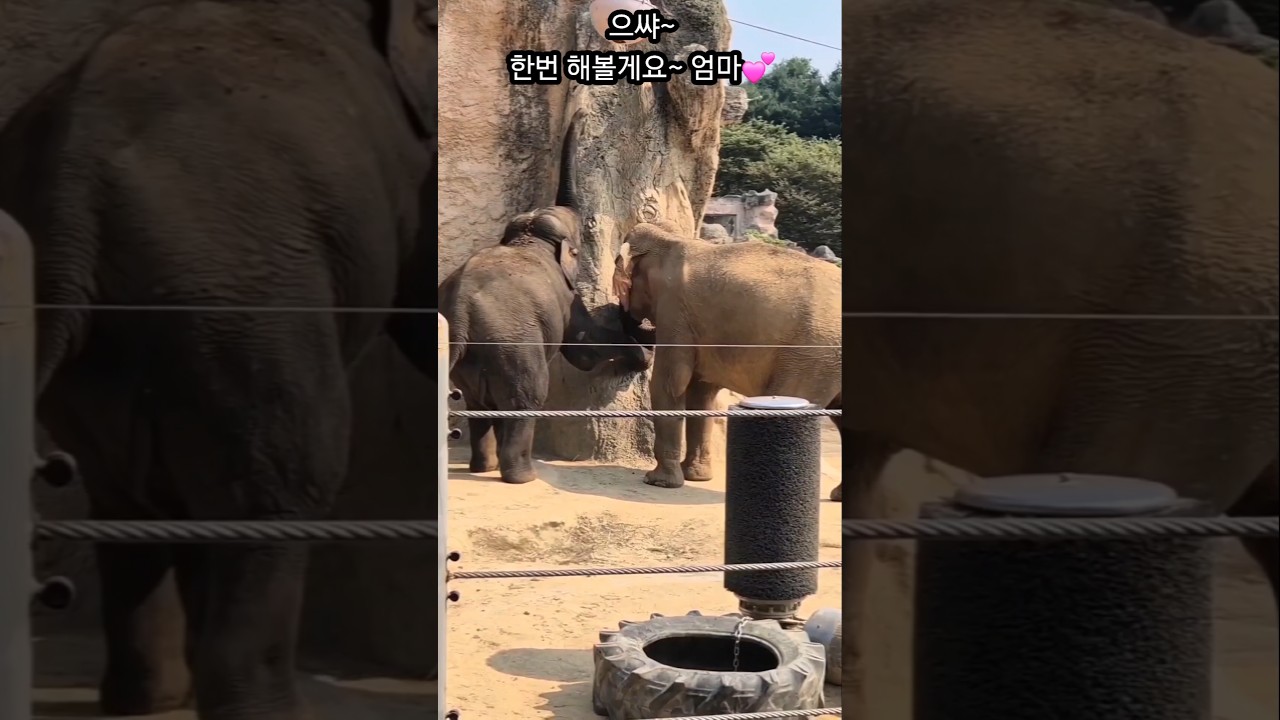 코끼리의 생존학습&사랑표현💘!