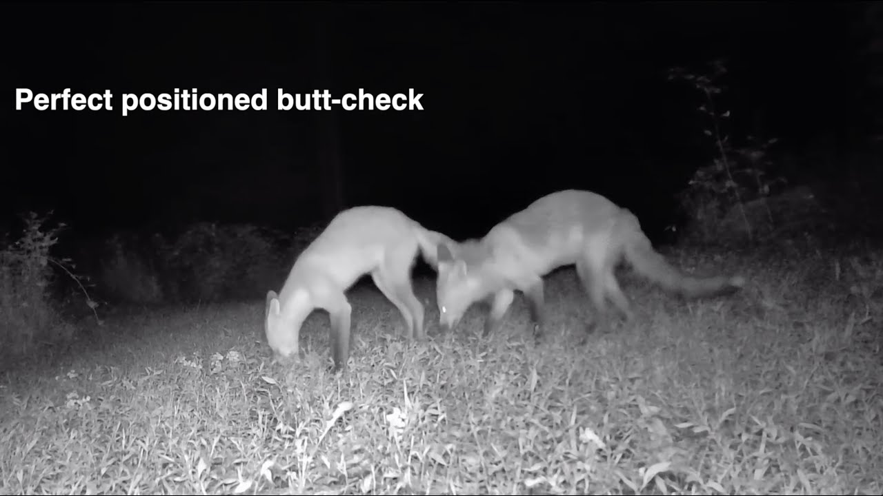 Fox Butt-Checks another Fox - Caught on Trail Camera