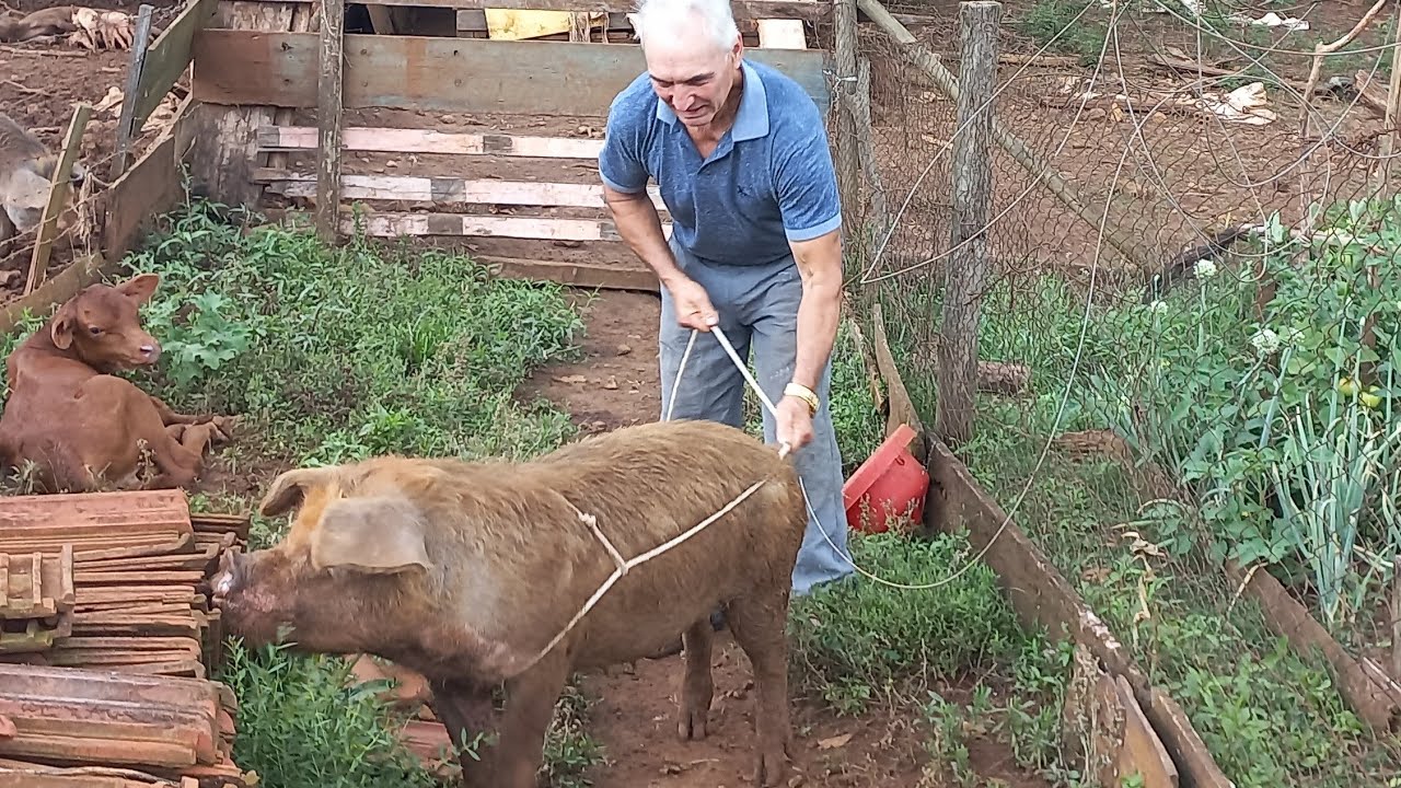 FAZENDO A ENTREGA DA PORCA AO GANHADOR ,ITACIR PUERARI