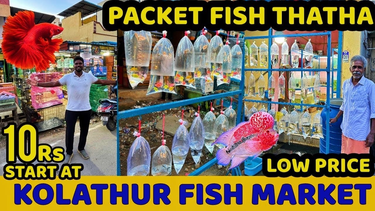 Kolathur Aquarium Fish Market 2024 || 10Rs kolathur Pocket Fish ||🐠 🐟🐠