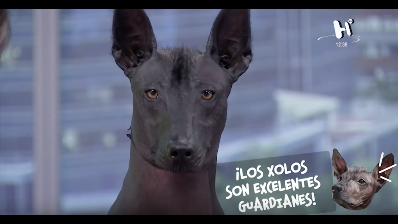 Xoloitzcuintle: el guía de las almas al mundo de los muertos