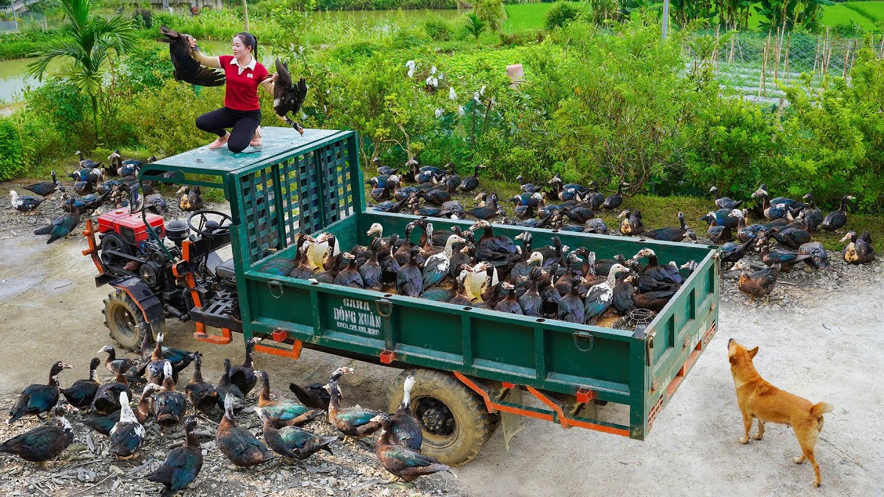 Buy Many Geese From Farmer Woman Goes To Countryside Market Sold Out in 60minutes | Daily Farm