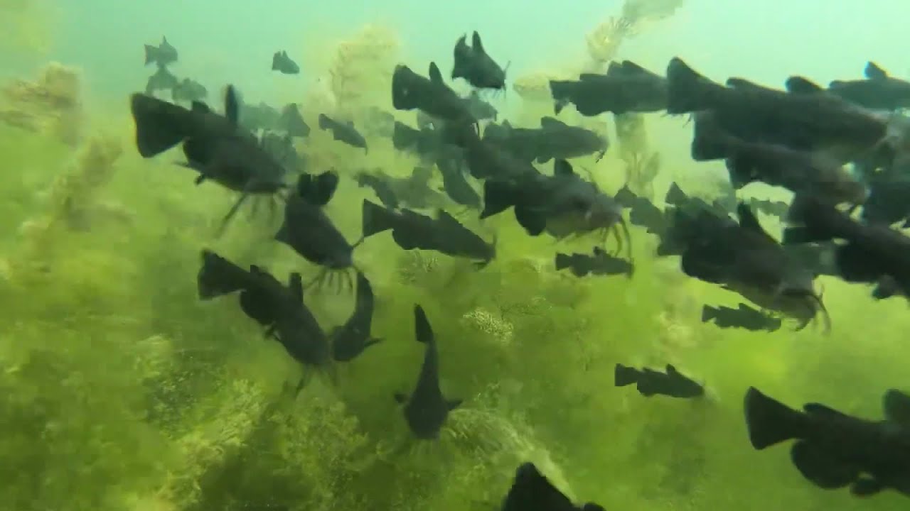 Elszaporodtak a Balatonban a törpeharcsák