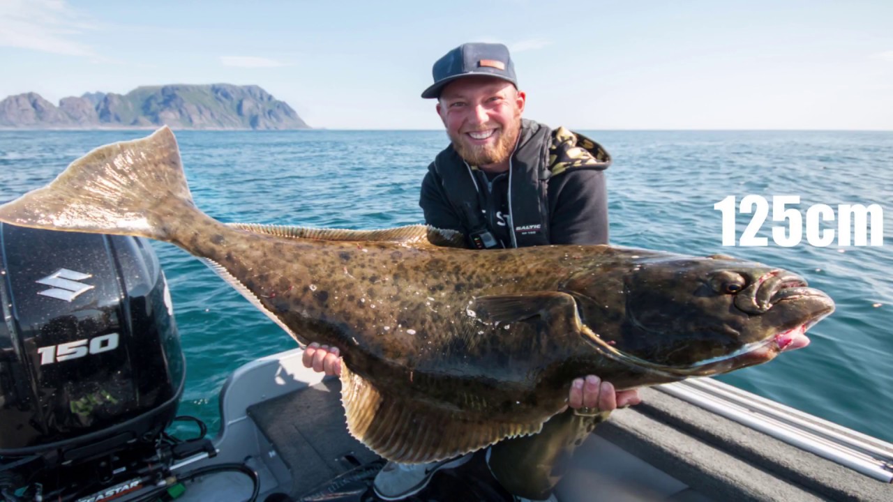 Hälleflundra Norge, Å Lofoten