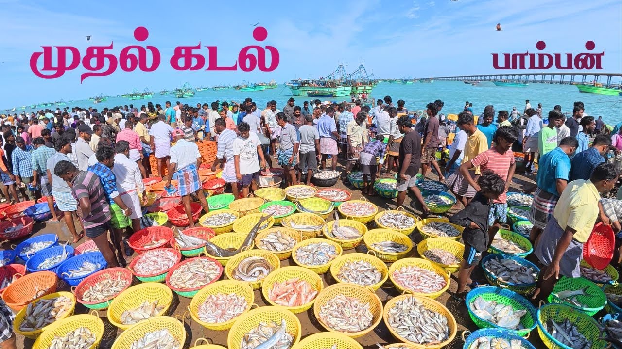 முதல் கடலில்💥 பாம்பனில்❤️ கலவையாய் கிடைத்த மீன்கள்🐟🦈 | Variety of fishes Caught in Pamban Boats
