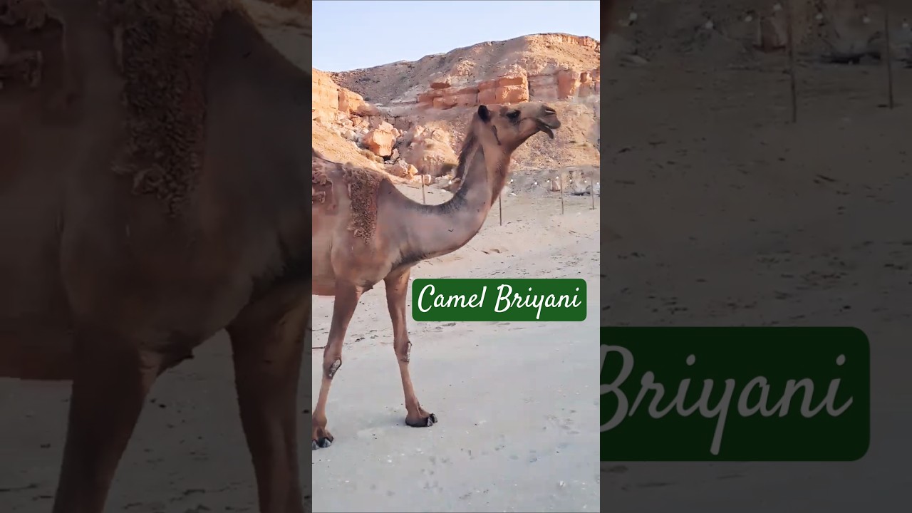 Camel meat