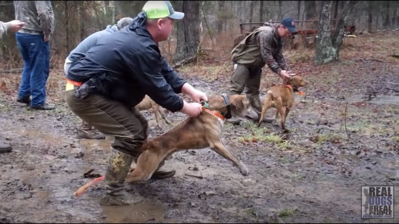 2015 UKC Squirrel Dog World Championship