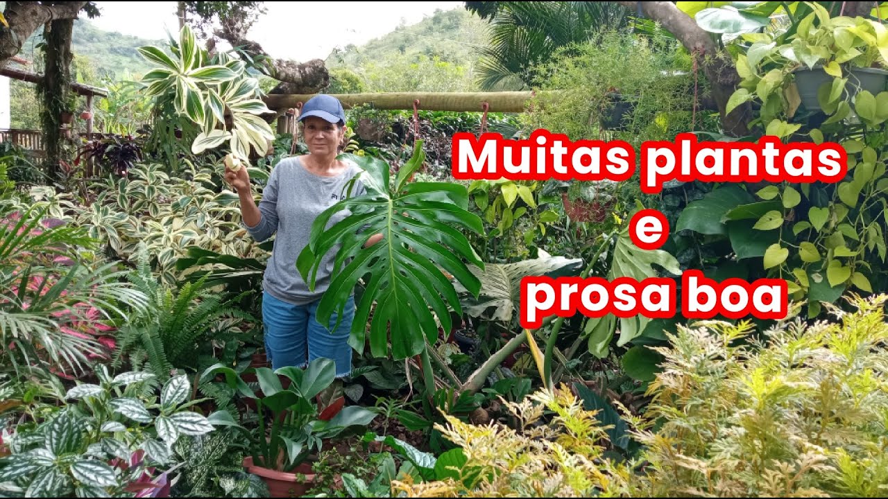 Mostrando várias plantas e contando um pouco da minha história