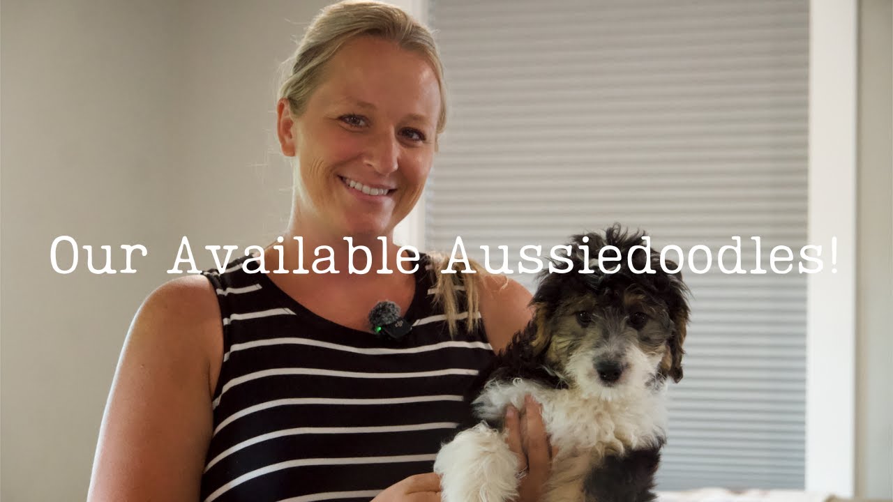 Our Four Amazing Aussiedoodles!
