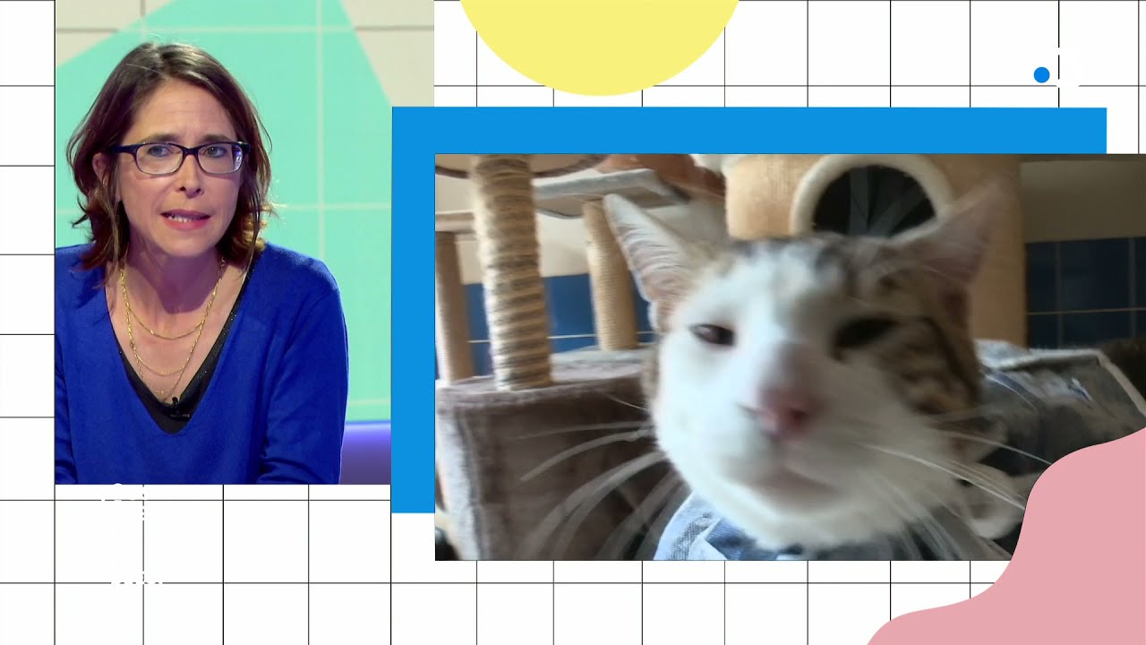 Encourager son chien à faire de l'exercice - 