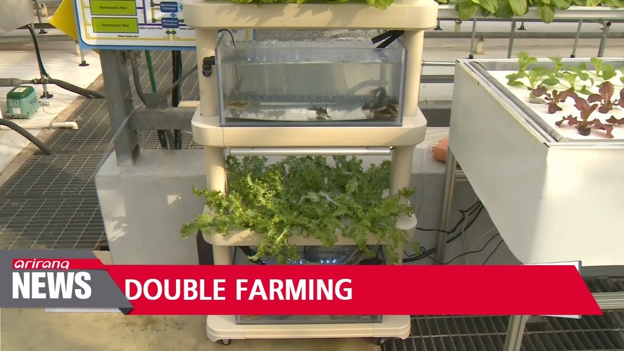 Korean researchers develop cost-effective hydroponics technology