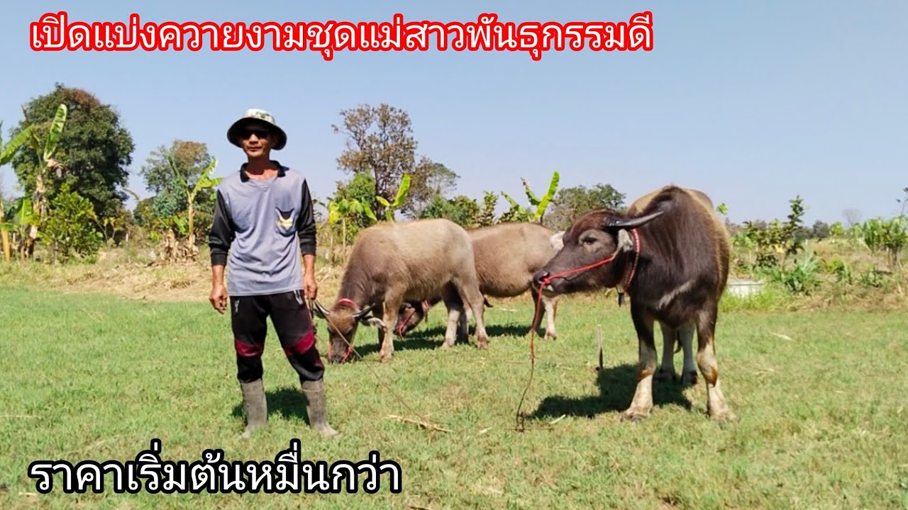 Ep.9 ชุดแม่สาวพันธุกรรมดี ราคาเริ่มต้นหมื่นกว่า มาเอาไปพัฒนาต่อครับ