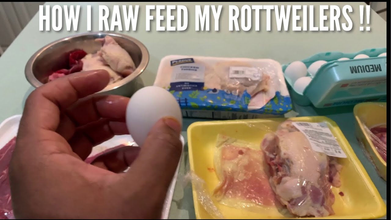 ROTTWEILER TIPS RAW FEEDING!