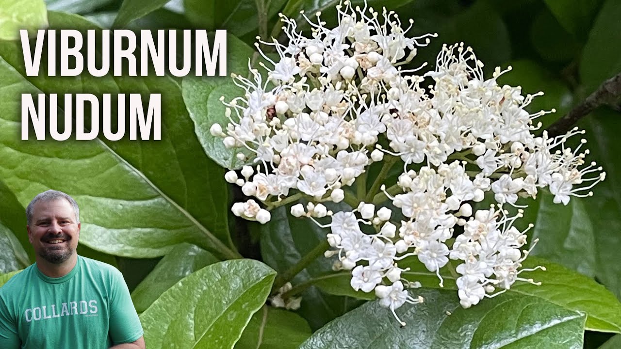 Possumhaw Viburnum - Viburnum nudum