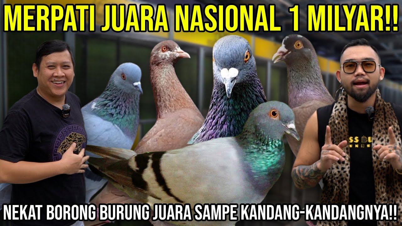 MERPATI JUARA NASIONAL 1 MILYAR!! NEKAT BORONG BURUNG JUARA SAMPE KANDANG-KANDANGNYA!! LIMBAH SAKTI