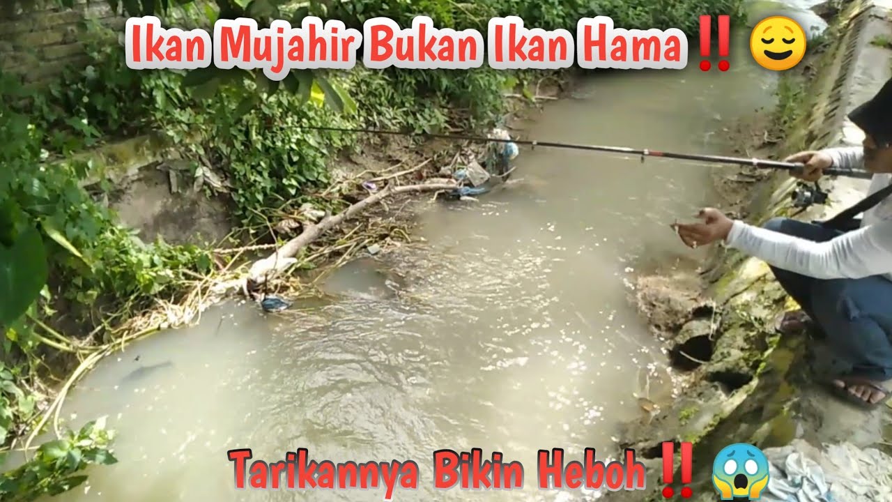 Viral ...‼️Ikan MUJAHIR Bukan Ikan Hama,Sambarannya Ganas Mancing Mania Mantap‼️