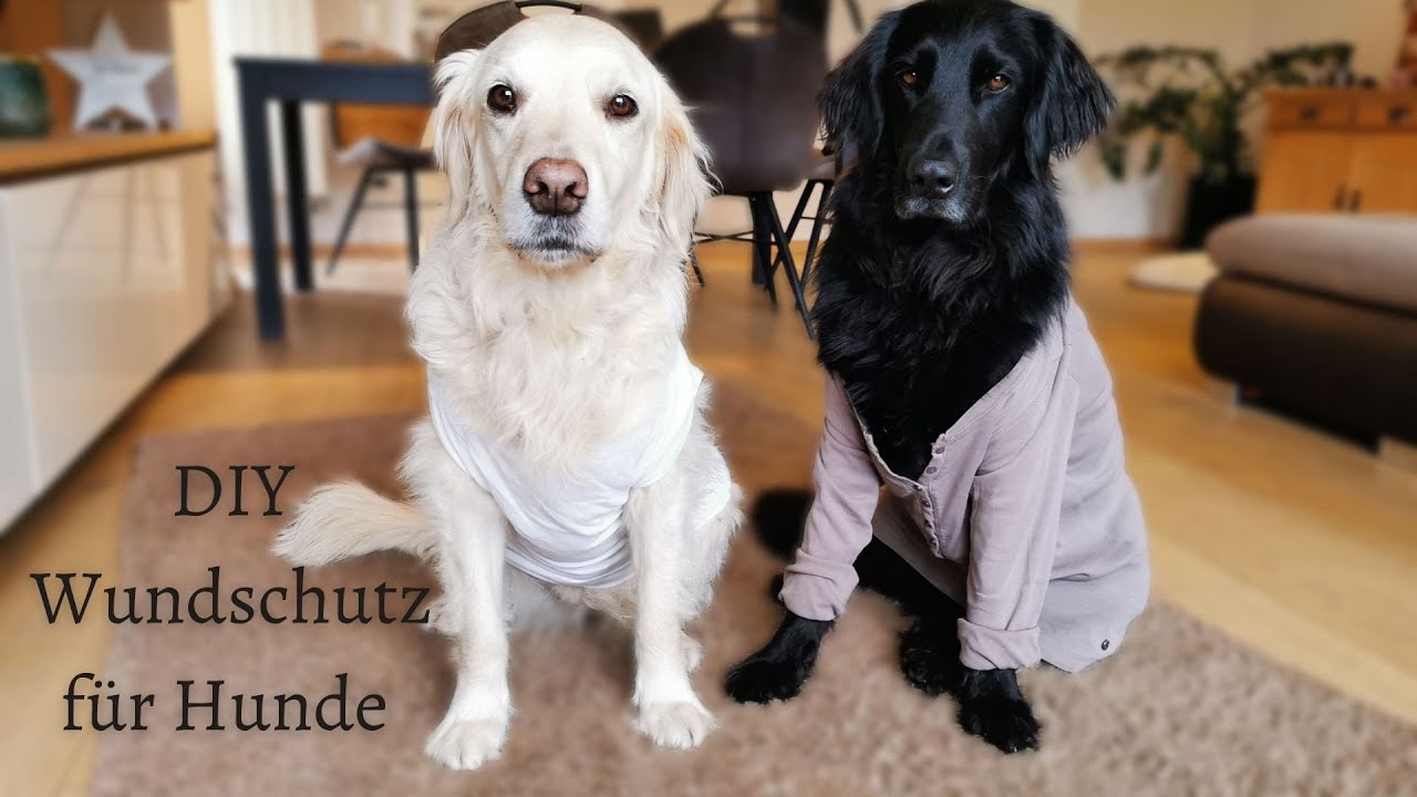 DIY Wundschutz – Leckschutz, Liegeschwielenpolster oder Hundebody