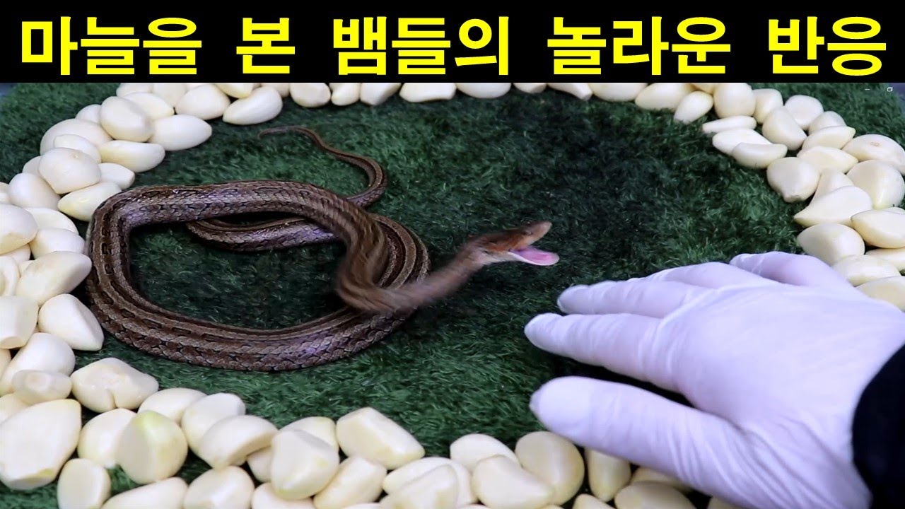 뱀퇴치제로 마늘을 정말 사용할 수 있을까???