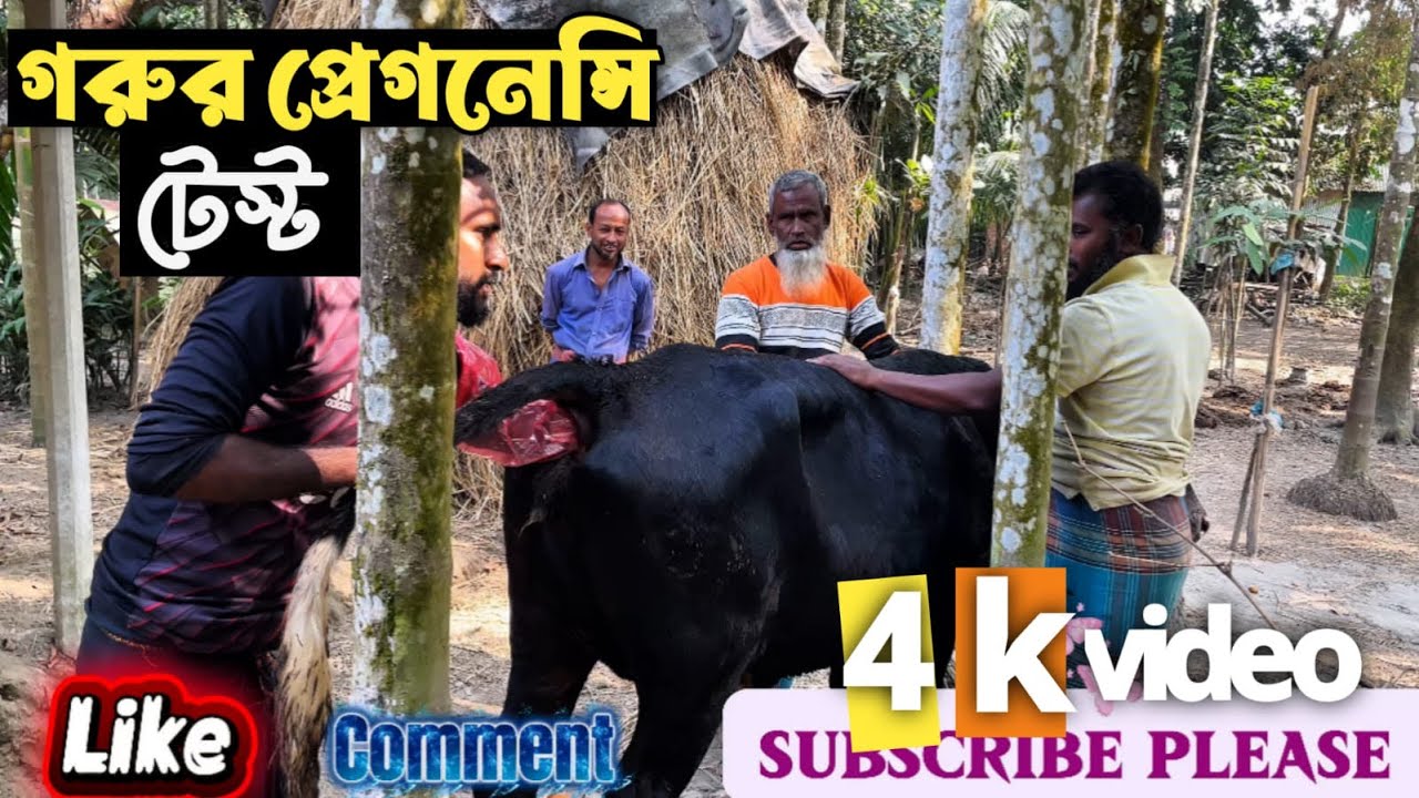৫ মাসেও সন্দেহ! গরুটি কি সত্যিই গর্ভবতী? | Cow Pregnancy Check