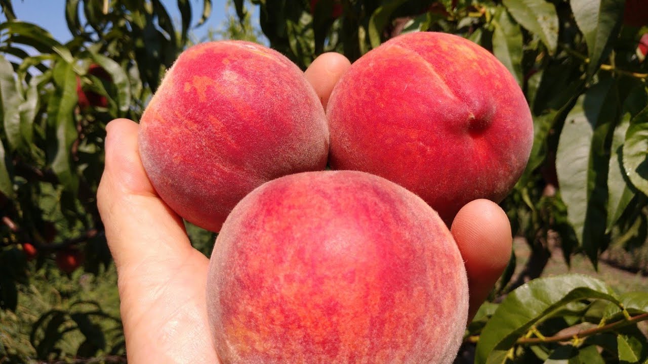 Персик Кондор. Peach Condor. Один з найкращих сортів ранньо-середнього строку.