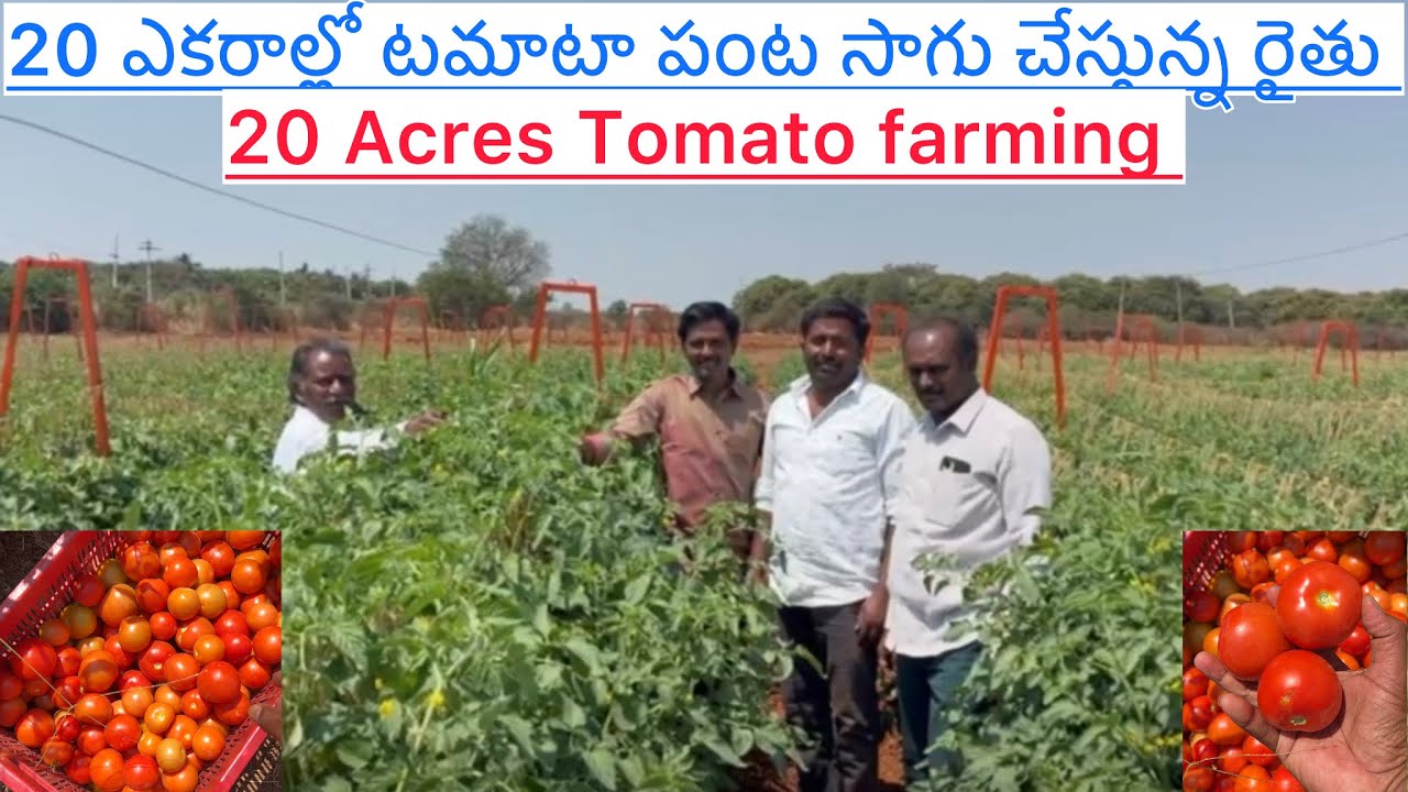 Tomato 20 acres farming॥టమాటా పంట సాగు #farming 