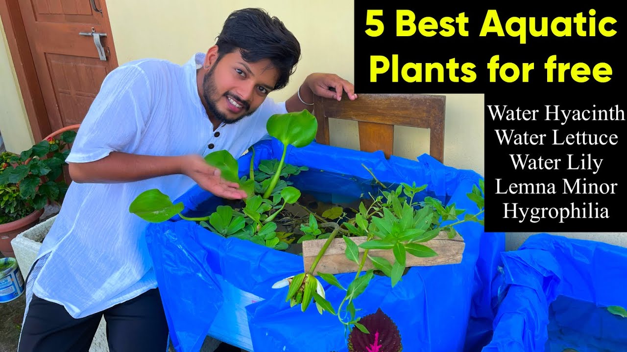 5 Best Aquatic Plants for free for Aquarium | Easy to care aquarium plants | Aquarium plants benefit