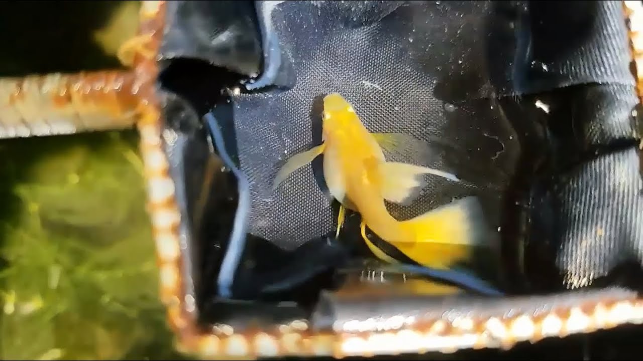 Top 10 Most Beautiful Guppy Fish #2 - LuckAqua