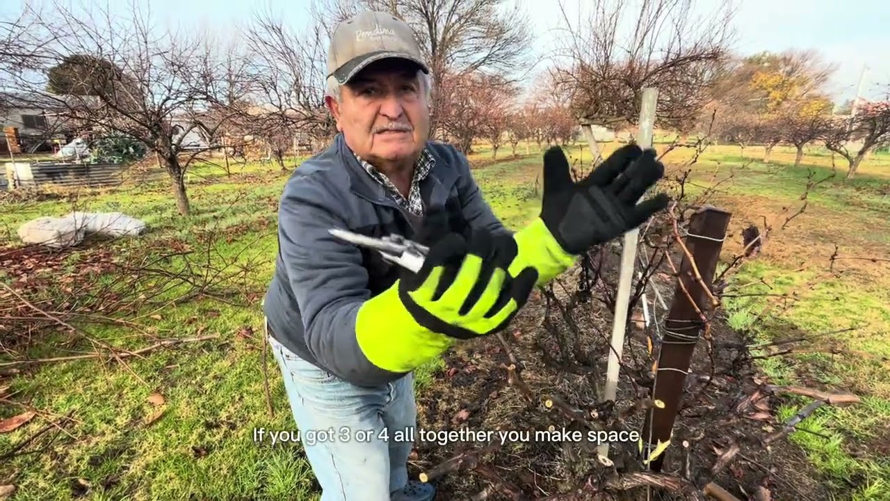 Winter Grape Vine Pruning with Nick: Mastering the Basics