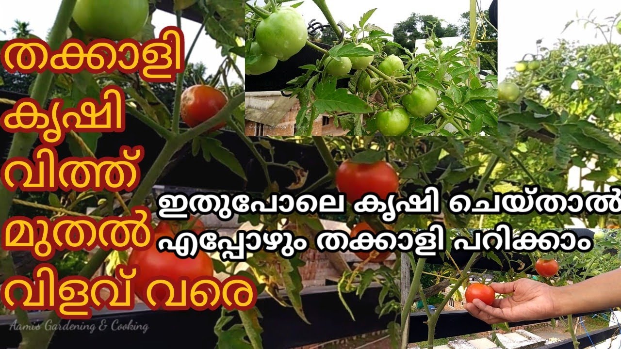തക്കാളി കൃഷി വിത്ത് മുതൽ വിളവ് വരെ | Thakkali Krishi in Malayalam | Tomato Krishi | Adukkala thottam