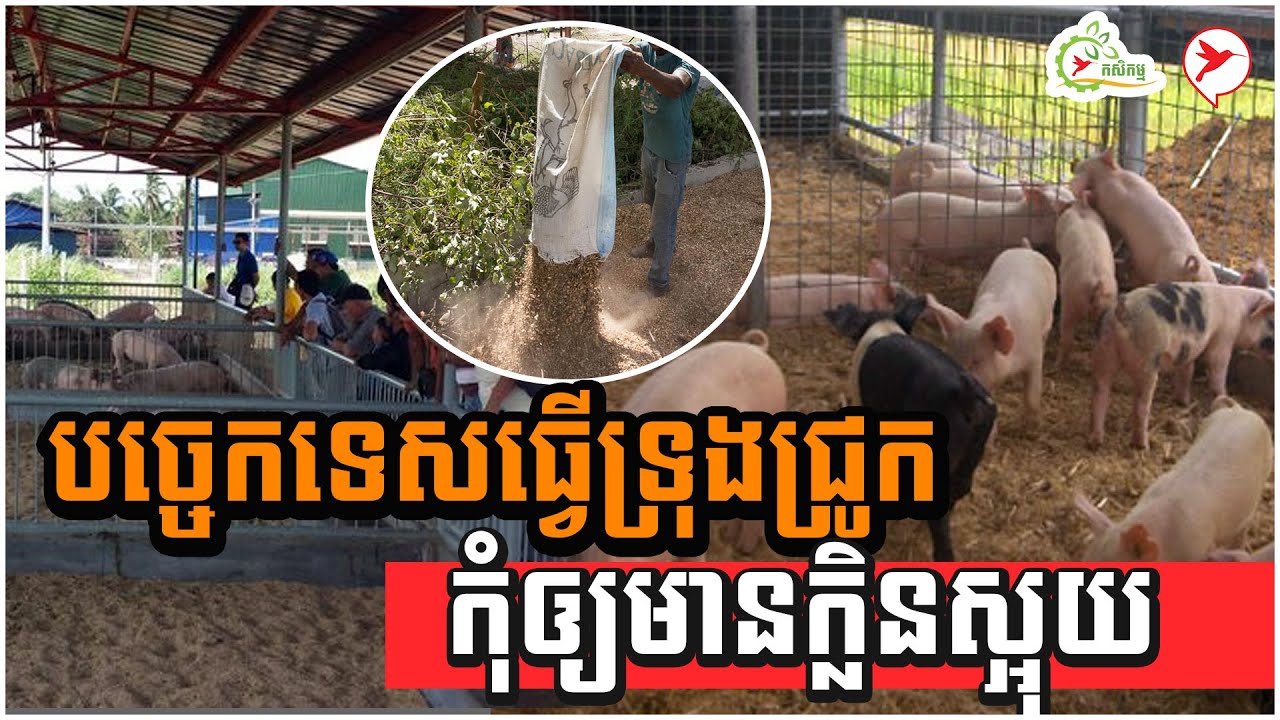 បច្ចេកទេសធ្វើទ្រុងជ្រូក កុំឲ្យមានក្លិនស្អុយ | កម្មវិធីកសិកម្ម