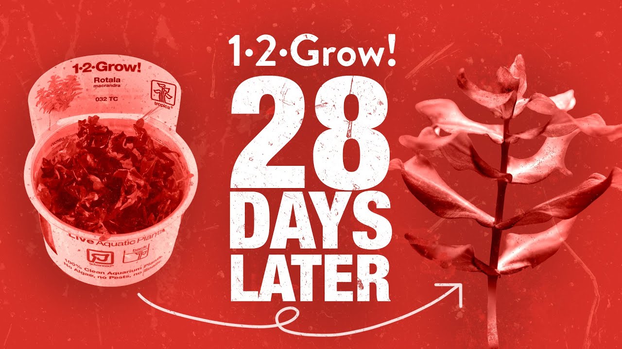 Невероятный рост за 28 дней!
