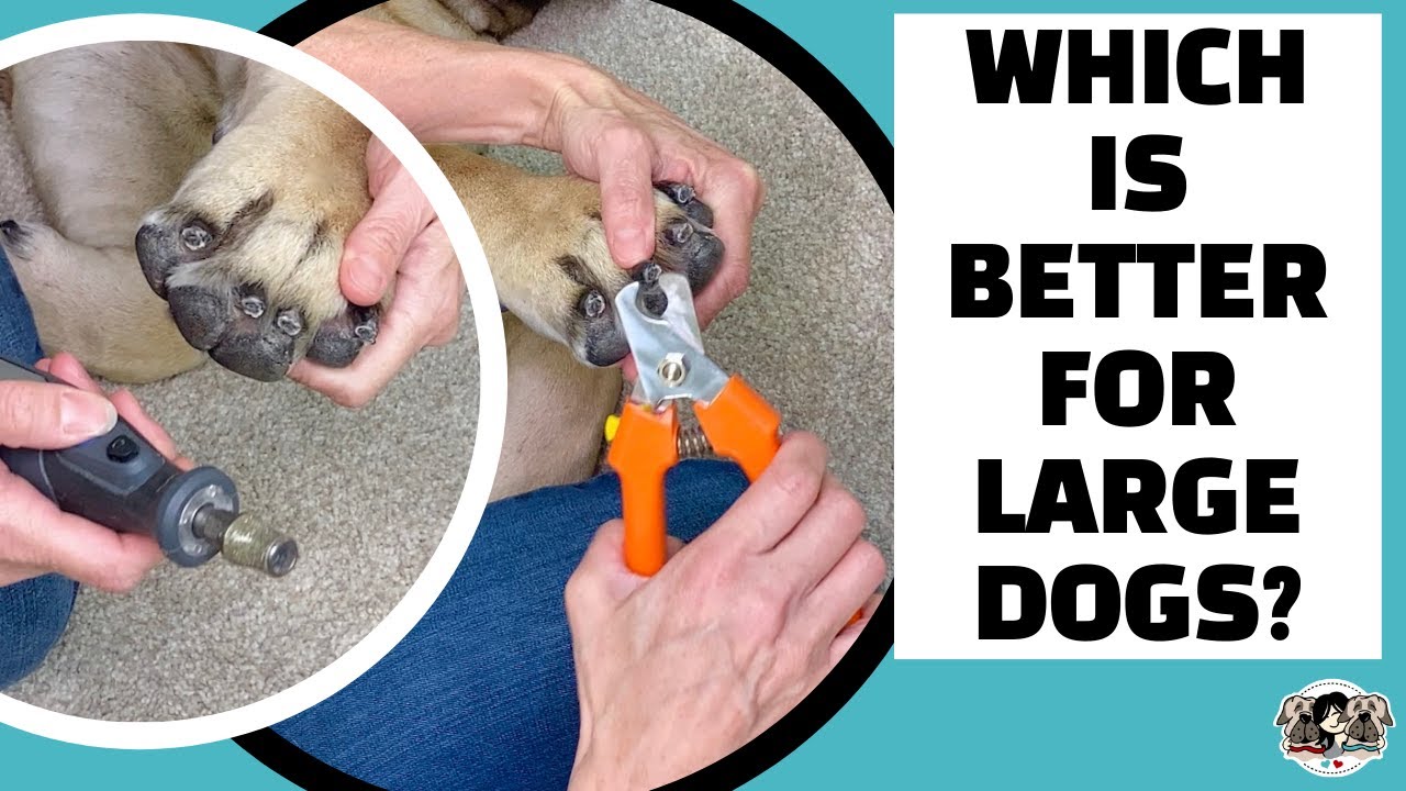 Nail Clipper vs Dremel for Large [Black] Dog Nails? PRO's, CON's & How to Avoid Hitting the QUICK!