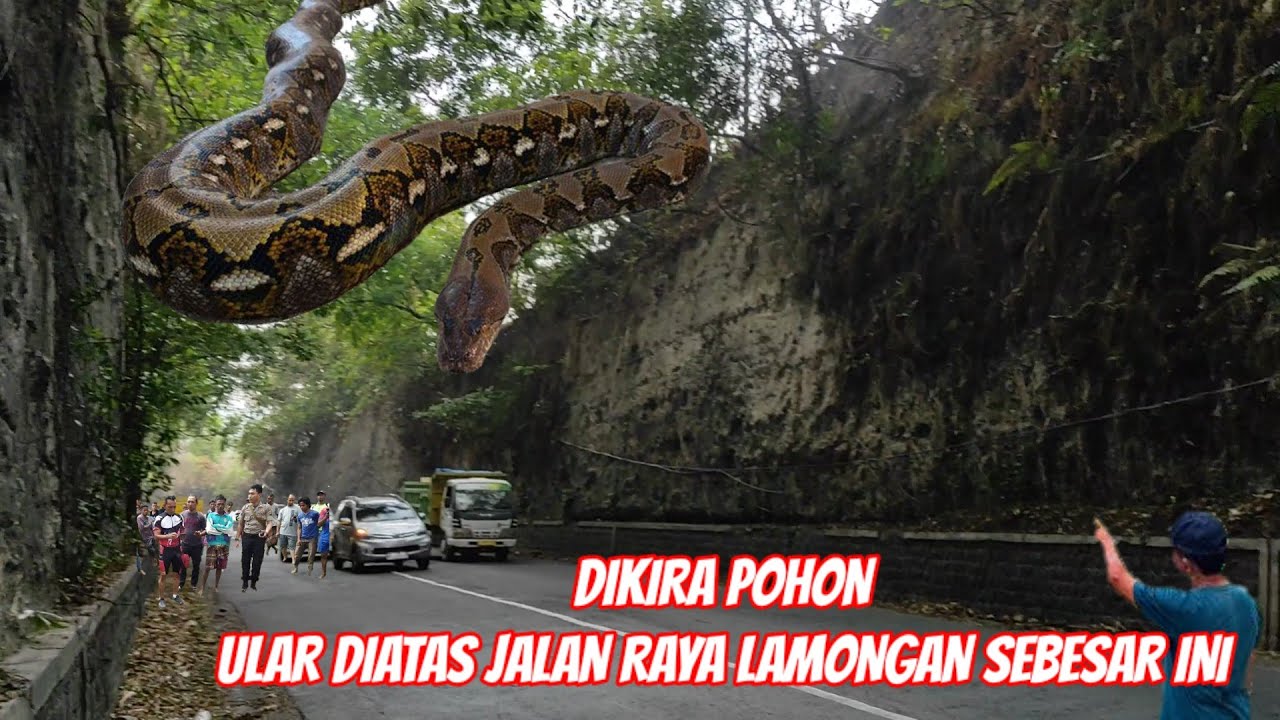 lagi viral.!dikira pohon ular diatas jalan raya gunung pegat lamongan sebesar ini