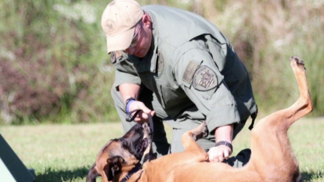 K9 Ryder Tribute- Sound of Silence