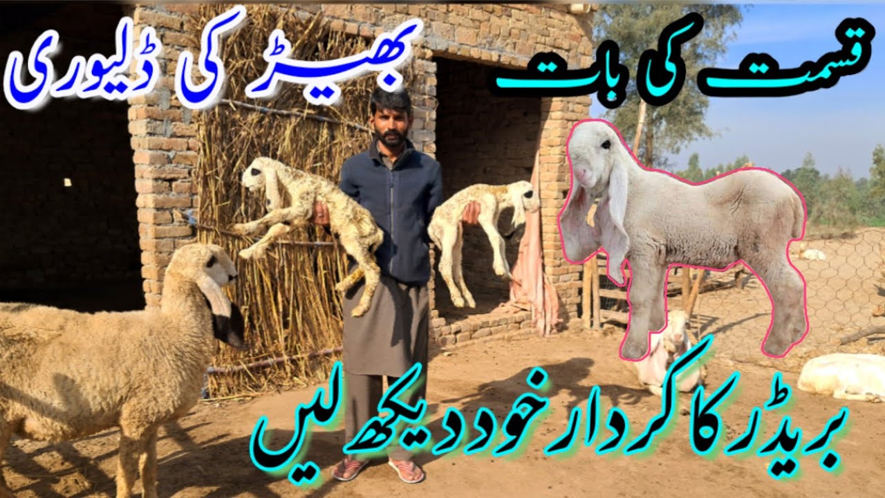 Amazing sheep giving birth؟ Twin Kids of khokhar kajla sheep farm