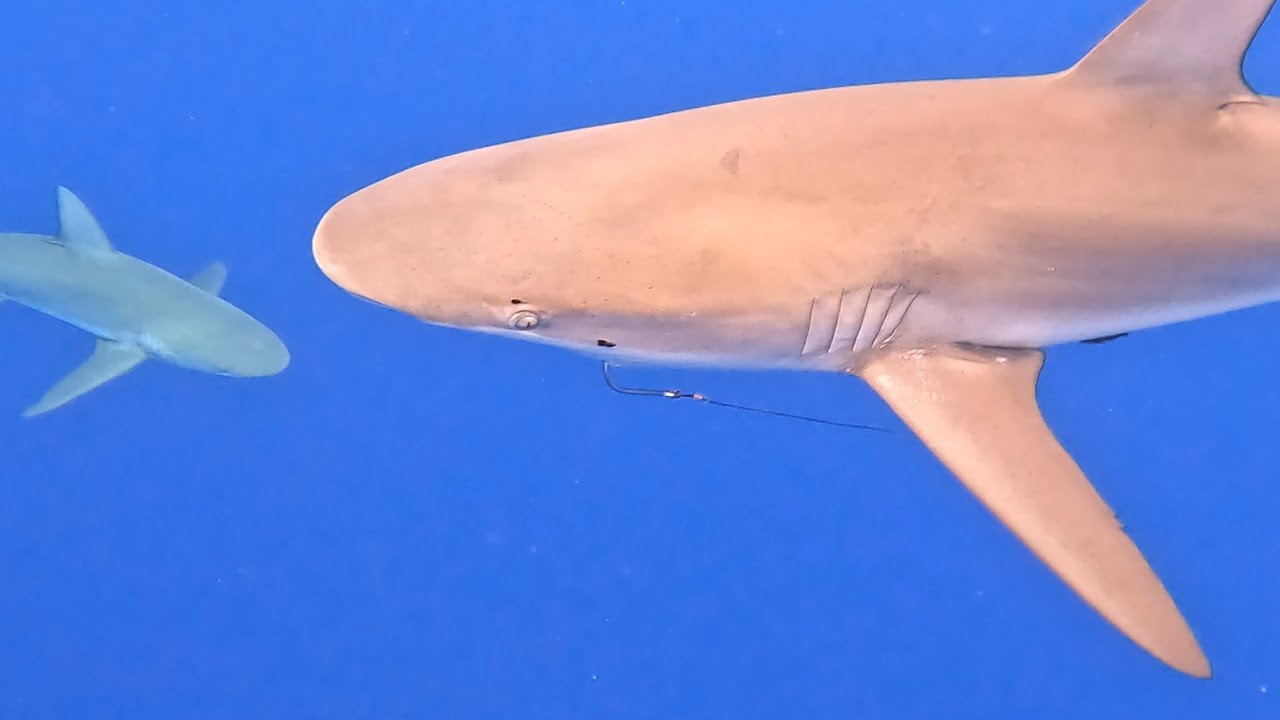 Swimming with Sharks! Oahu - March 2024