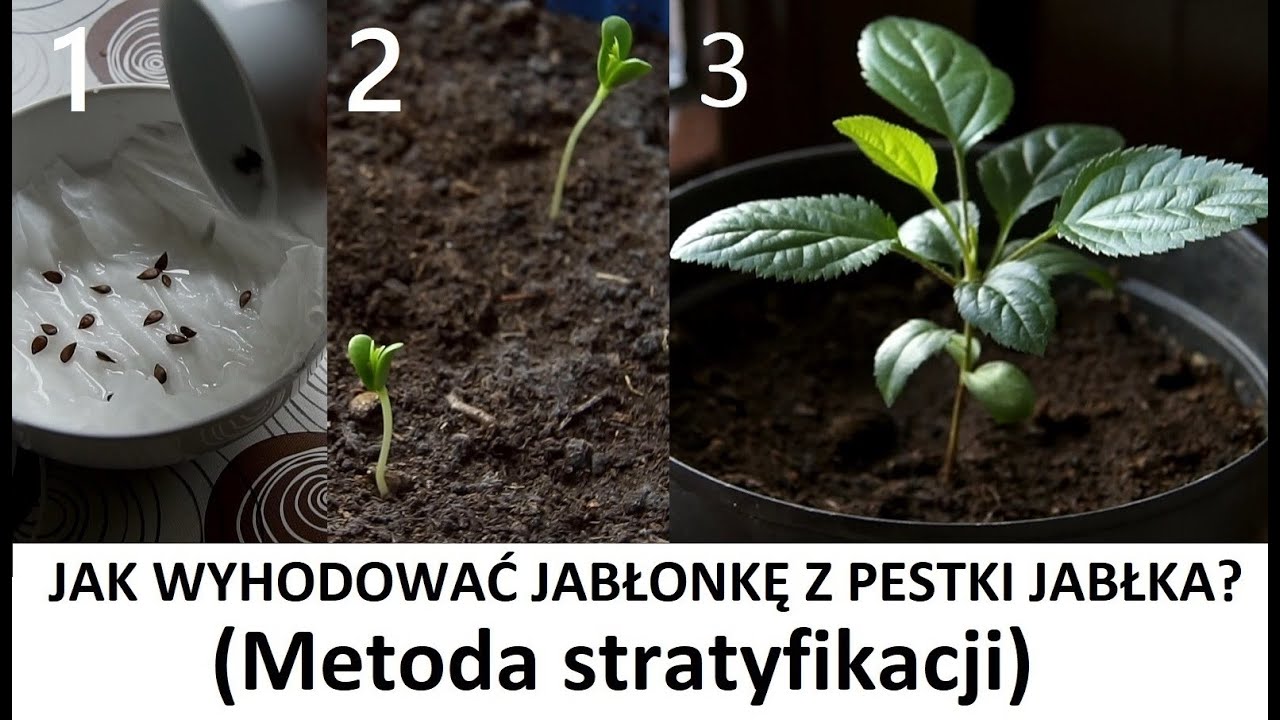 Jak wyhodować jabłonkę z pestki jabłka - Metoda Stratyfikacji (ZŻ91)