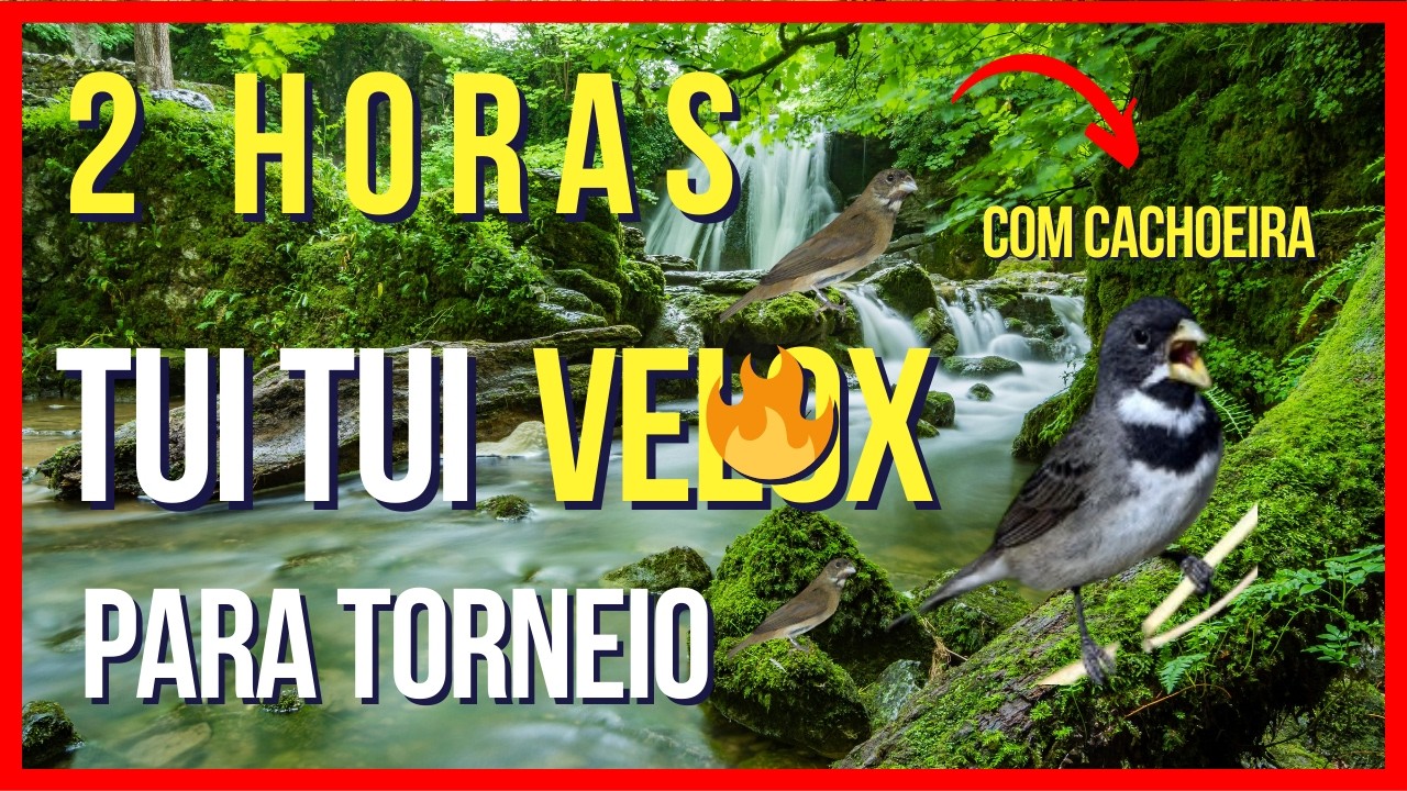 TUI TUI PARA TREINAR COLEIROS DE TORNEIO ! (RÁPIDO, VELOCISTA VELOX)
