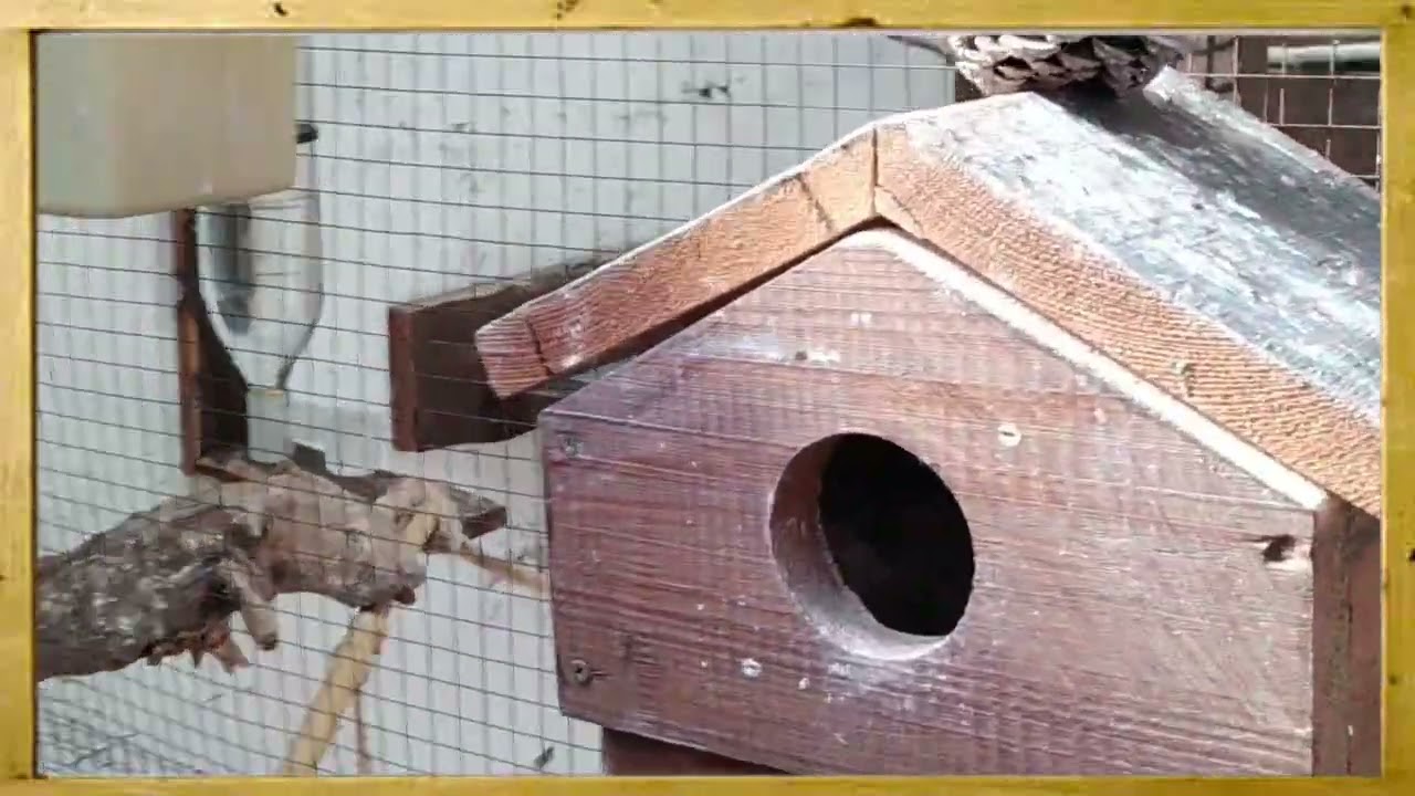 résumé de la période d'élevage de tout les oiseaux
