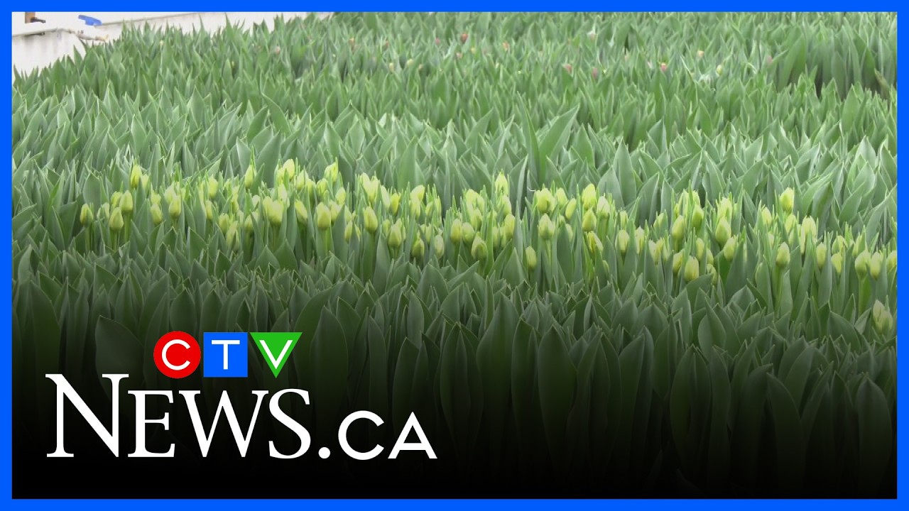 Alberta couple hopes unique flower patch provides taste of spring season
