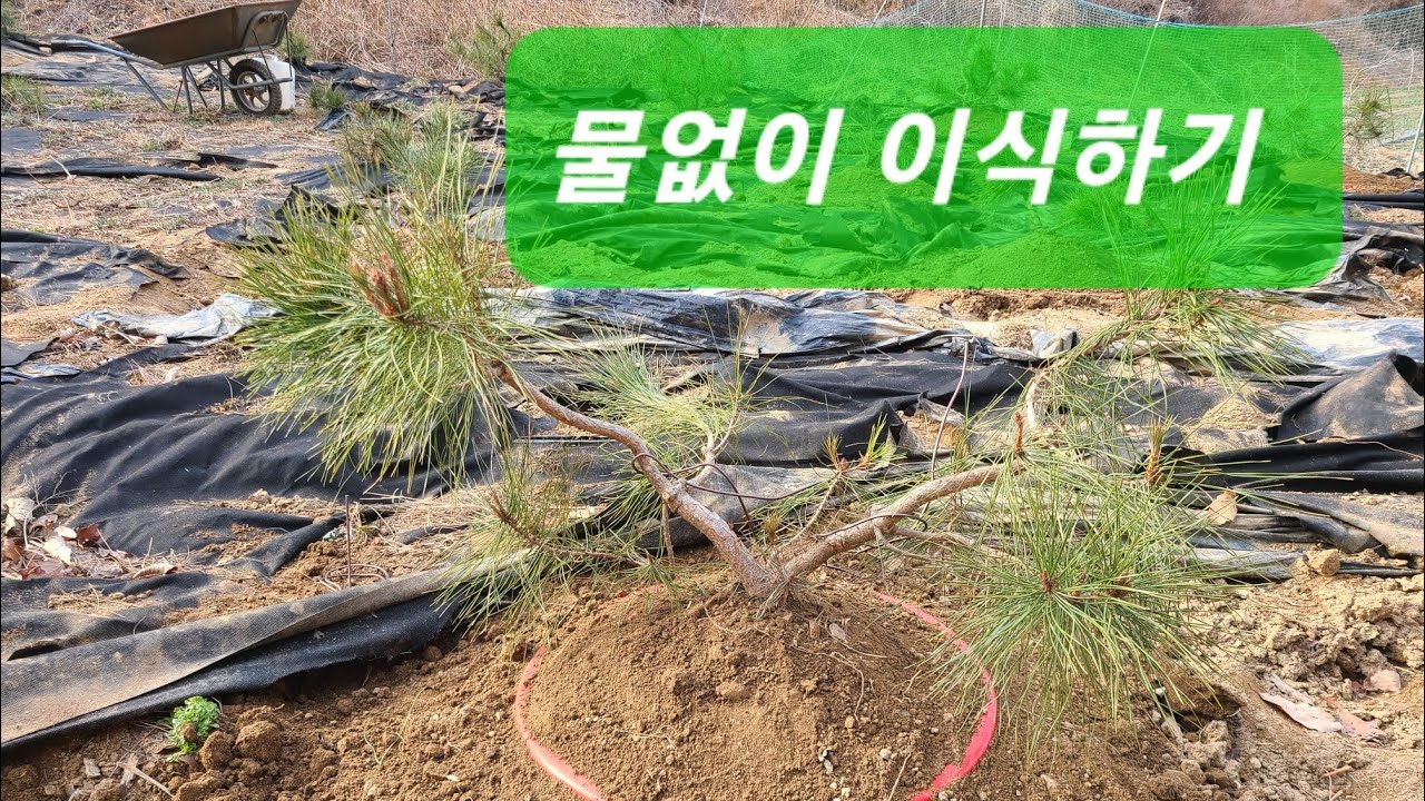 26-1화:하트형수형 이식작업(합천농장)